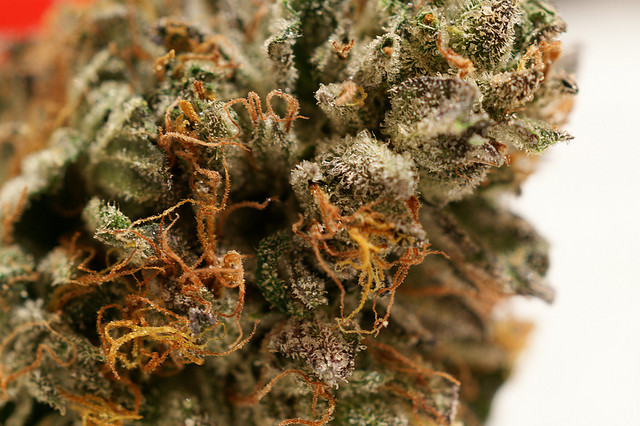 caption: Purple kush.