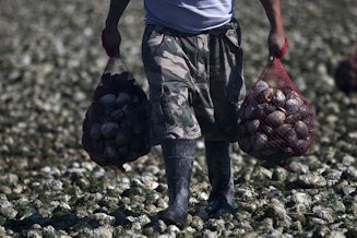 caption: Vernon Cayou carries bags of clams that will be used primarily as bait after a commercial clam dig on Tuesday, August 27, 2019, at Ala Spit County Park.