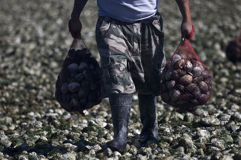 caption: Vernon Cayou carries bags of clams that will be used primarily as bait after a commercial clam dig on Tuesday, August 27, 2019, at Ala Spit County Park.