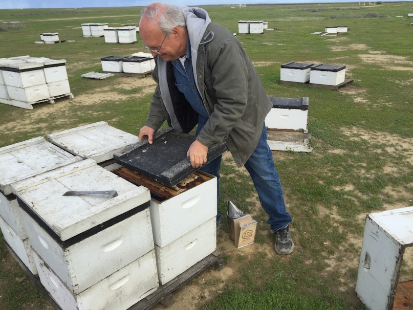 caption: Bret Adee, a third-generation beekeeper who owns one of the largest beekeeping companies in the U.S., lost half of his hives — about 50,000 — over the winter. He pops the lid on one of the hives to show off the colony inside.