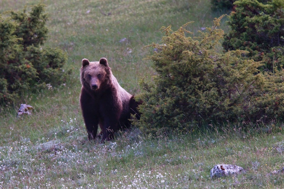 caption: A photograph of a very rare wild Marsican brown bear in the heart of Italy taken by Bruno D’Amicis (who is also featured in this episode). 