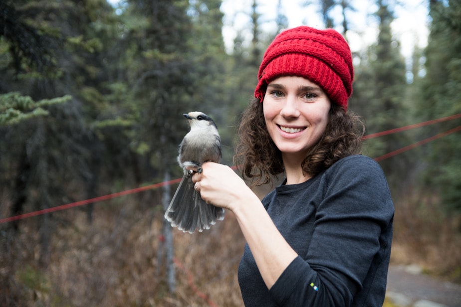caption: Kaeli Swift, a lecturer at the University of Washington, holding a Canada Jay in Denali National Park in Alaska.  Swift started the Facebook group "West Coast Birders" in an effort to build a "more inclusive birding community."