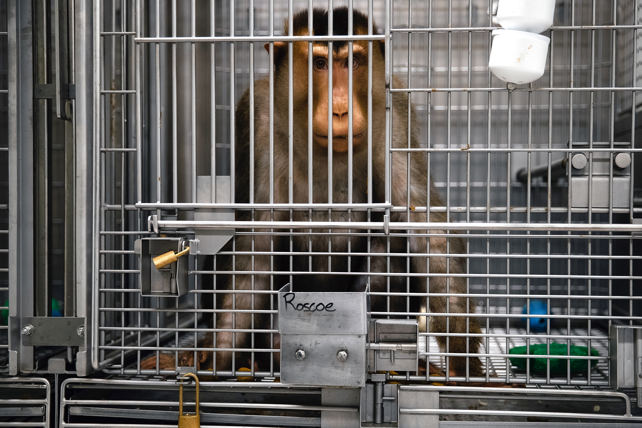 caption: A pig-tailed macaque named Roscoe is portrayed on Thursday, August 21, 2025, at the Washington National Primate Research Center on the University of Washington campus in Seattle. Health and Human Services Secretary Robert F. Kennedy, Jr. has announced there will be a “dramatic reduction in animal testing” at the Food and Drug Administration. Animal-rights groups like PETA, which has called on Trump to claw back funding from this UW facility, smell victory.