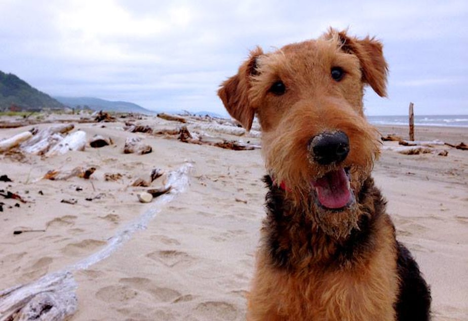 caption: Darwin is an Airedale Terrier from West Seattle. This photo was taken at Rock Away Beach in Oregon. There are 96 other licensed Airedale terriers in Seattle and 22 dogs named Darwin.
