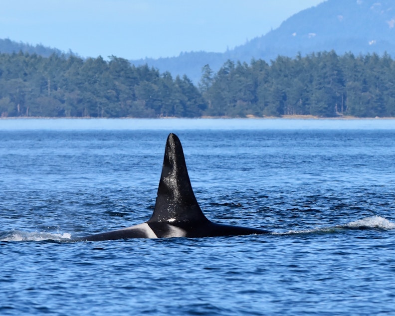 caption: K21, or Cappuccino, as seen in July 2020 during one of his last visits to the Salish Sea.