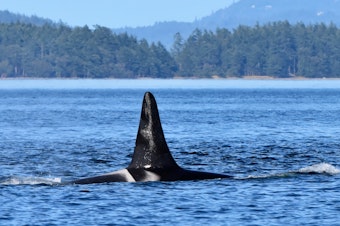 caption: K21, or Cappuccino, as seen in July 2020 during one of his last visits to the Salish Sea.
