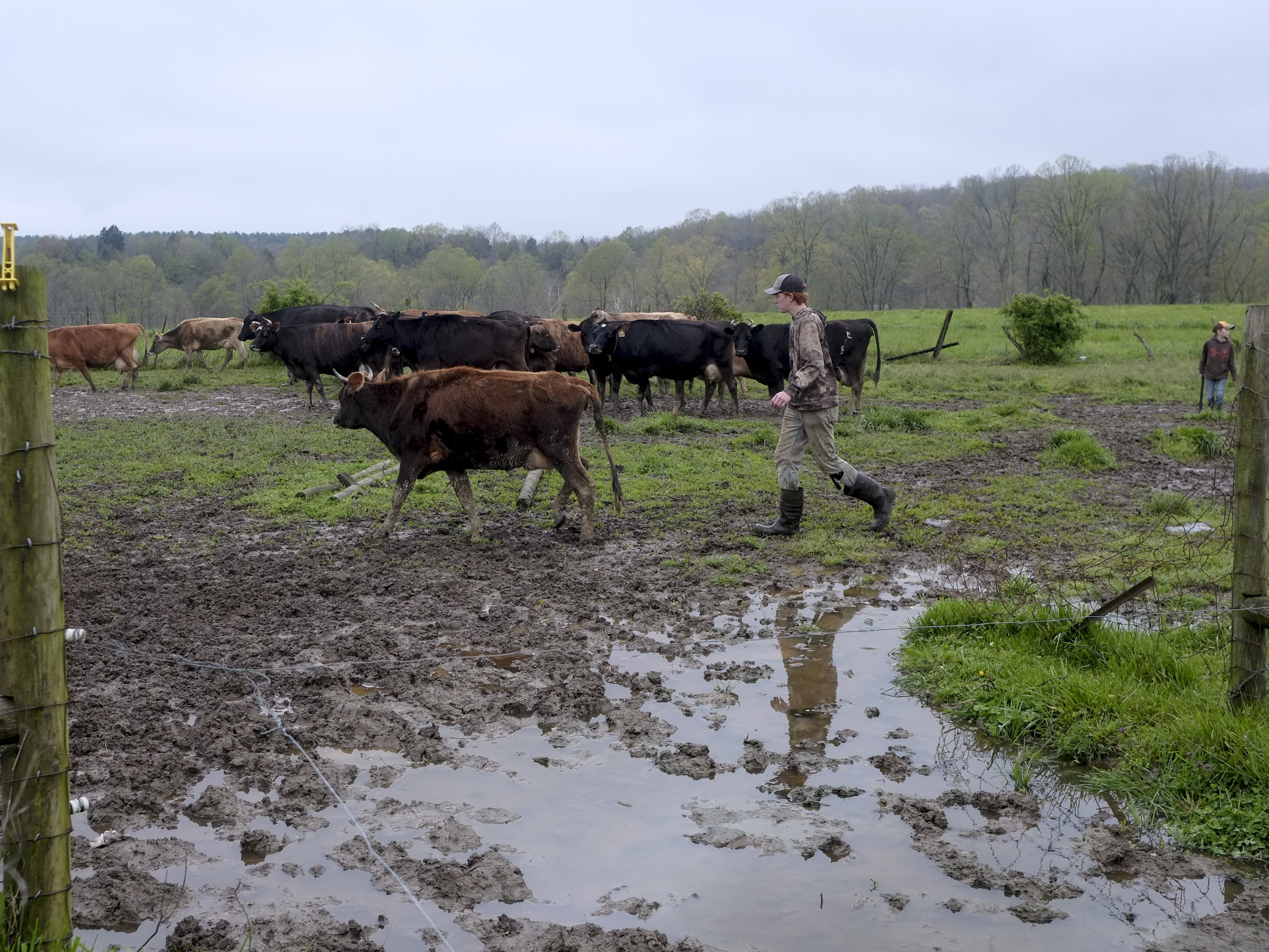 caption: A farmer leads dairy cows from the pasture to the milking barn at a creamery in Gallipolis, Ohio, on Apr. 24, 2020.