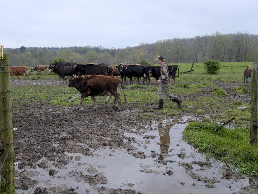 caption: A farmer leads dairy cows from the pasture to the milking barn at a creamery in Gallipolis, Ohio, on Apr. 24, 2020.