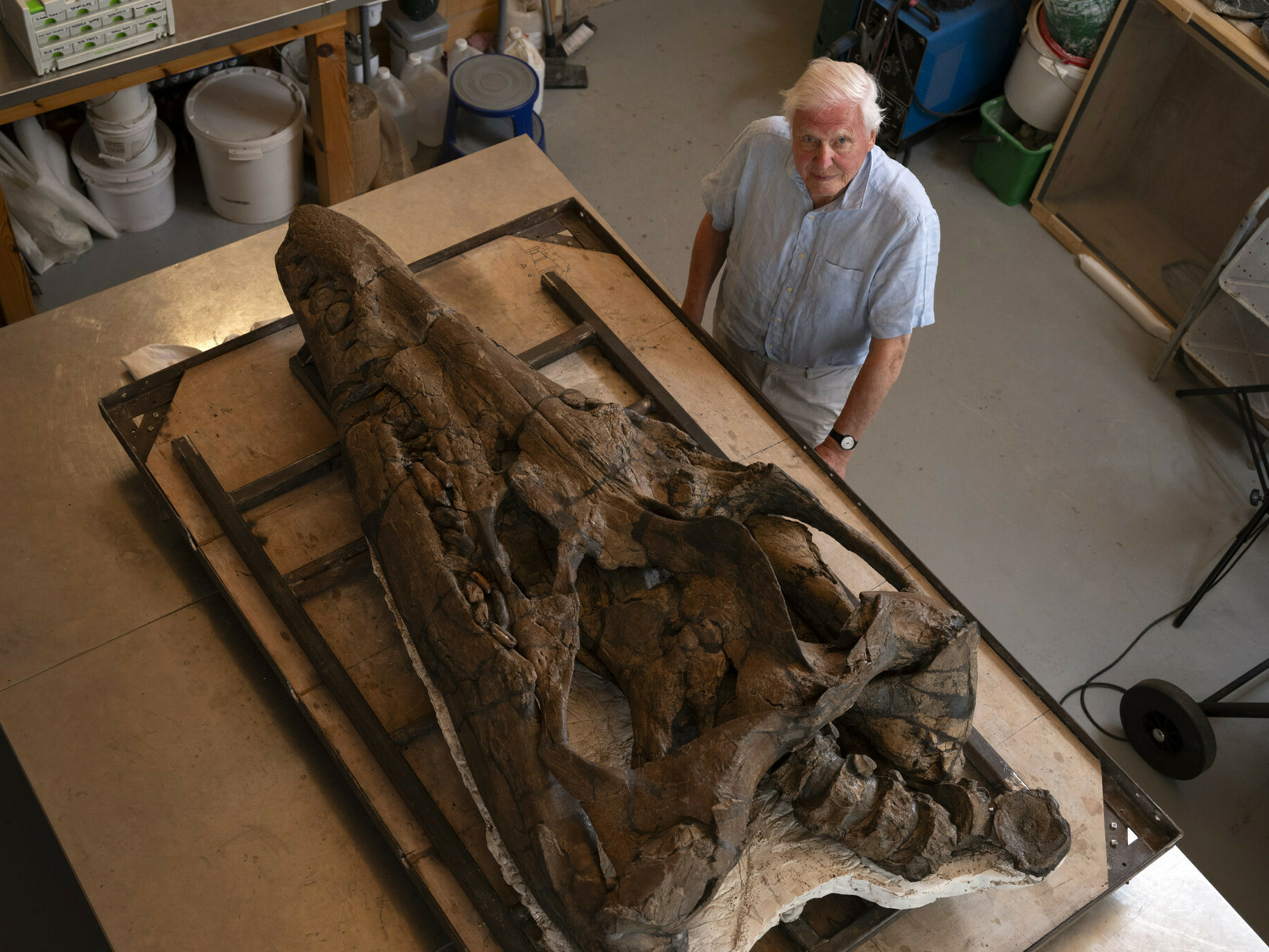 caption: Sir David Attenborough with the restored pliosaur skull in the workshop of the Etches Collection Museum, Kimmeridge, Dorset, UK.