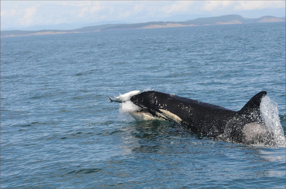 caption: Canadian federal judge Eleanor Dawson said that regulators failed to consider the pipeline's potential impacts of increased shipping on Southern resident killer whales.