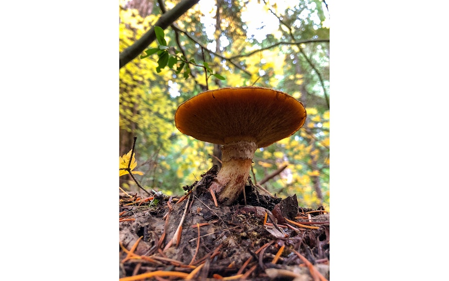 caption: Mushrooms in the Cascades of Washington state during a mushrooming event in mid-October 2019.