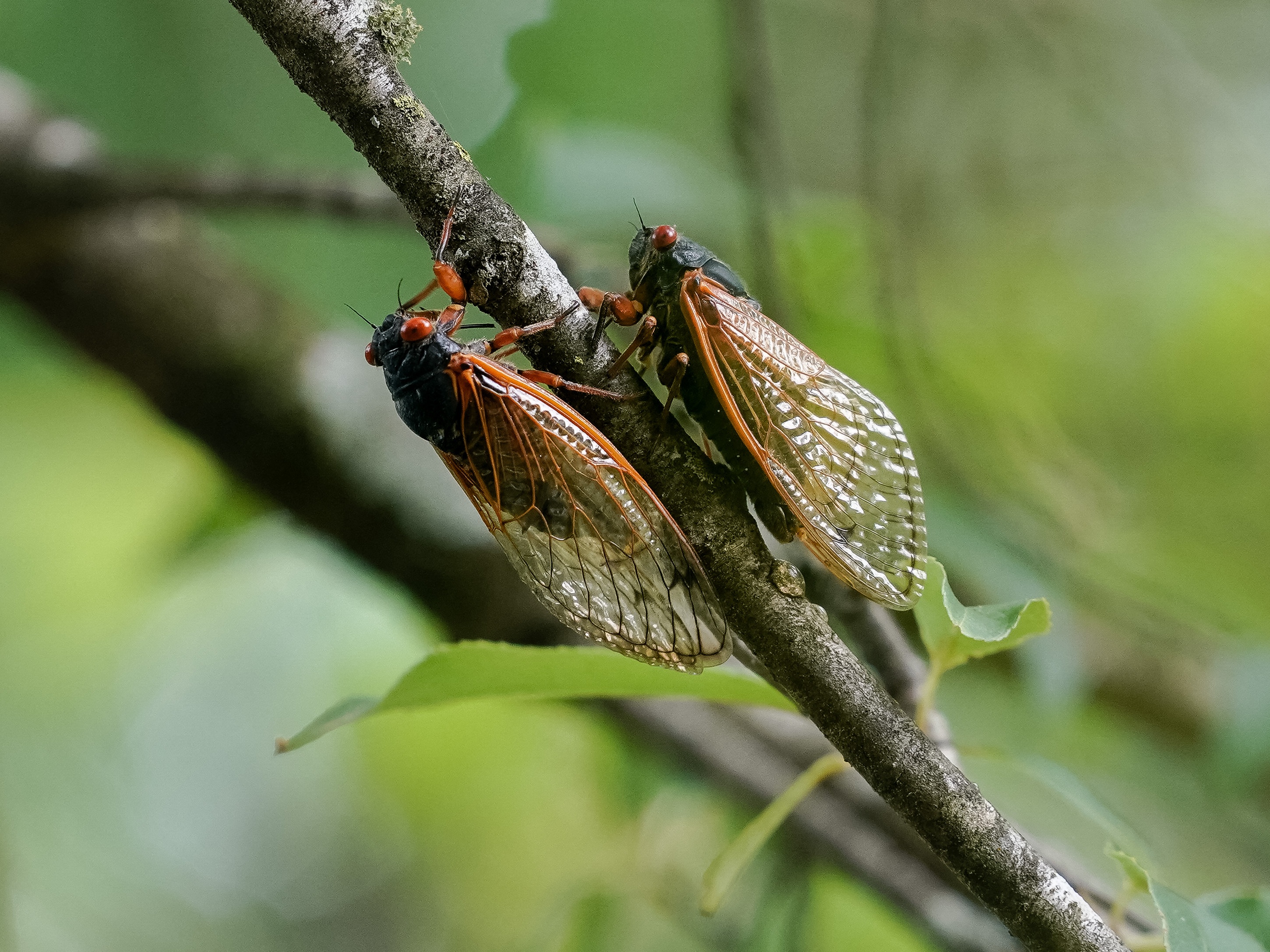caption: Cicadas from brood XIX are seen on a tree in Angelville, Ga., in May.