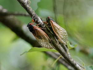 caption: Cicadas from brood XIX are seen on a tree in Angelville, Ga., in May.