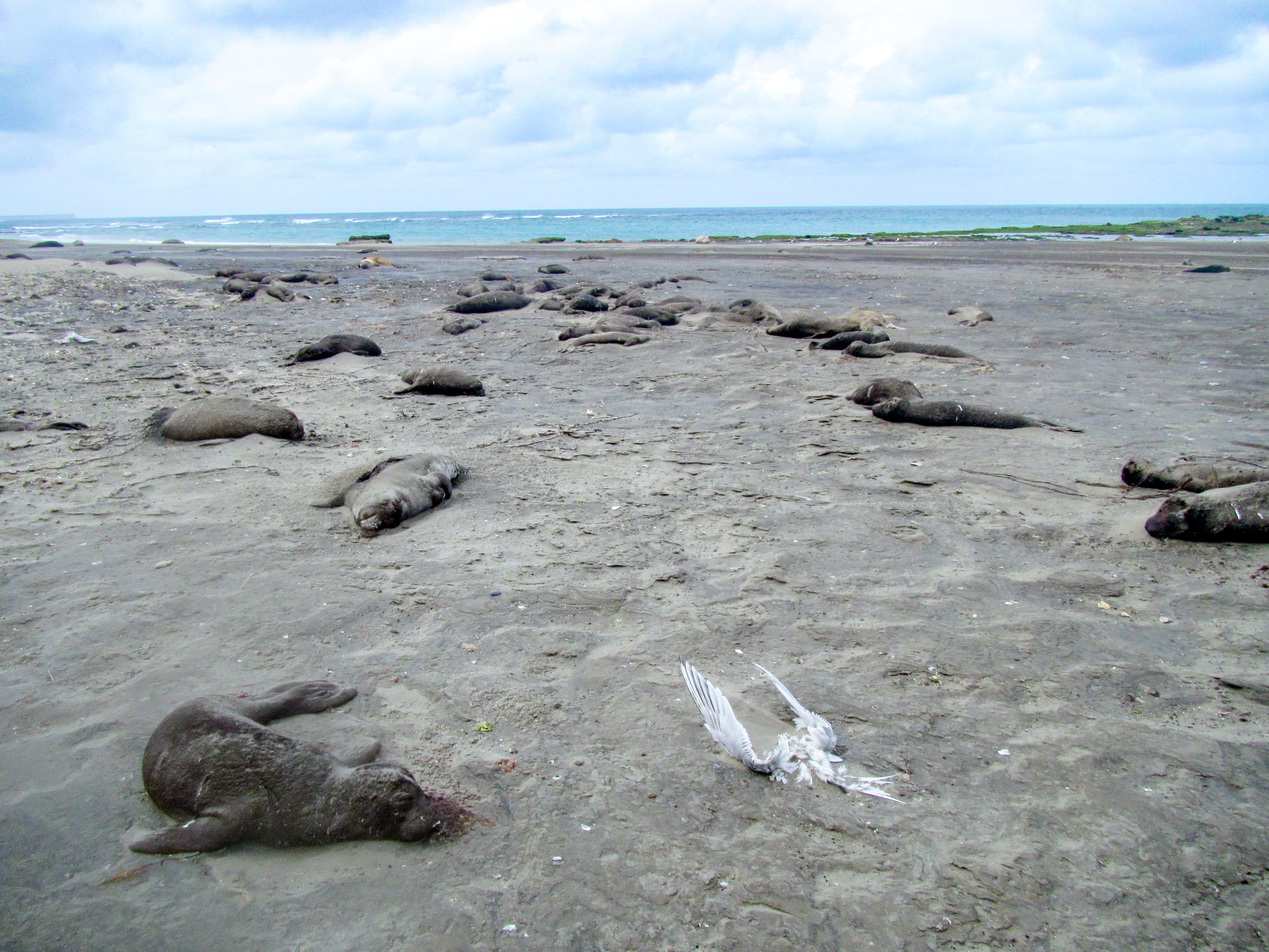 caption: Deceased elephant seal pups line the beach at Punta Delgada in Chabut, Argentina, along with a bird carcass. Cause of death: bird flu.
