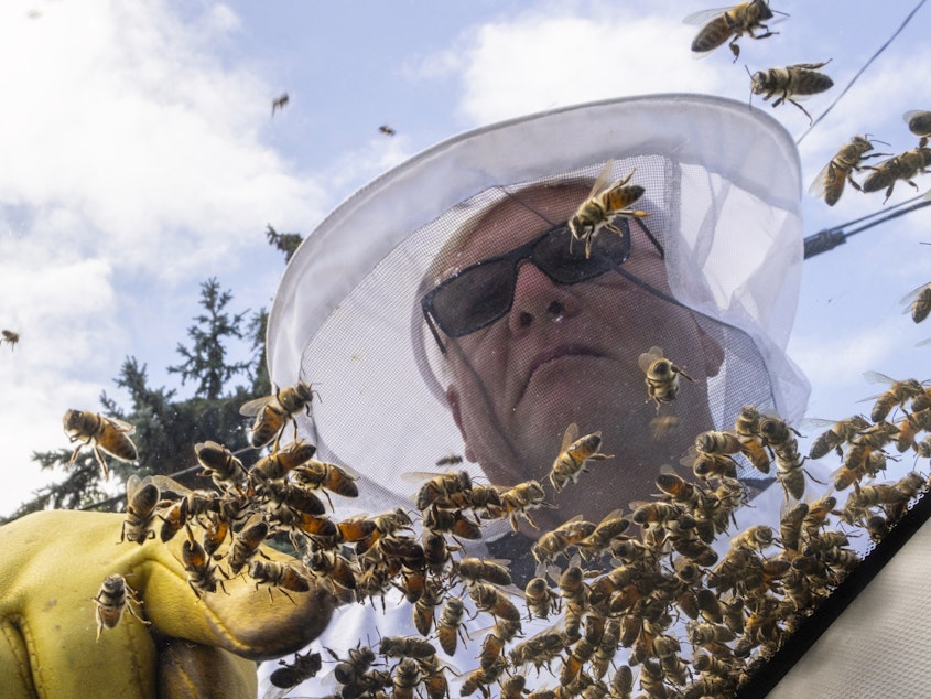 caption: Beekeeper Mike Osborne uses his hand to look for the queen bee as he removes bees from a car after a truck carrying bee hives swerved, causing the hives to fall and release bees in Burlington, Ontario, on Wednesday, Aug. 30, 2023.