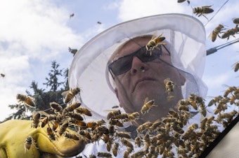 caption: Beekeeper Mike Osborne uses his hand to look for the queen bee as he removes bees from a car after a truck carrying bee hives swerved, causing the hives to fall and release bees in Burlington, Ontario, on Wednesday, Aug. 30, 2023.