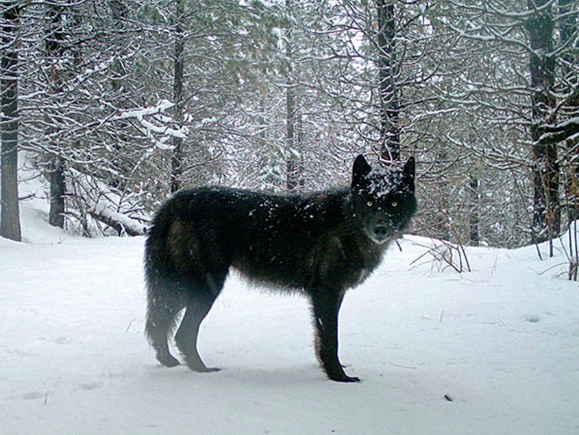 caption: A gray wolf is captured by a remote camera on U.S. Forest Service land in Oregon in 2017.