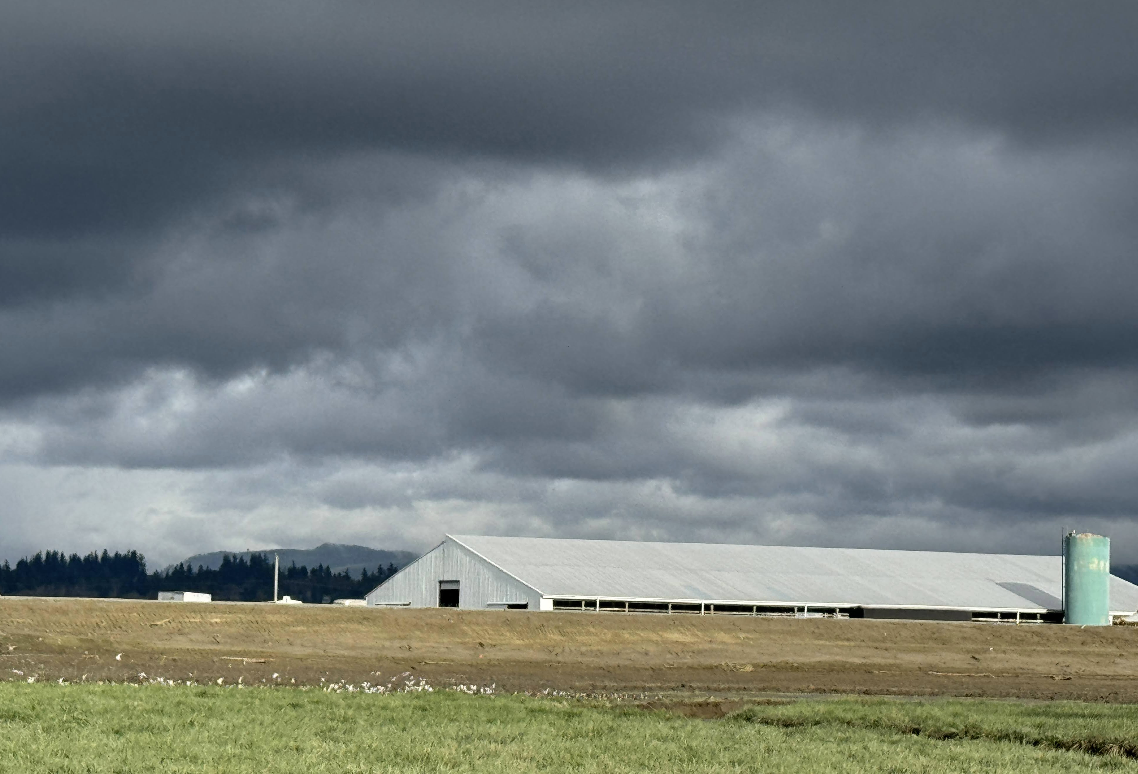 caption: A farm building sits behind a newly built levee near the mouth of the Stillaguamish River near Stanwood, Washington, on Dec. 19, 2025. 