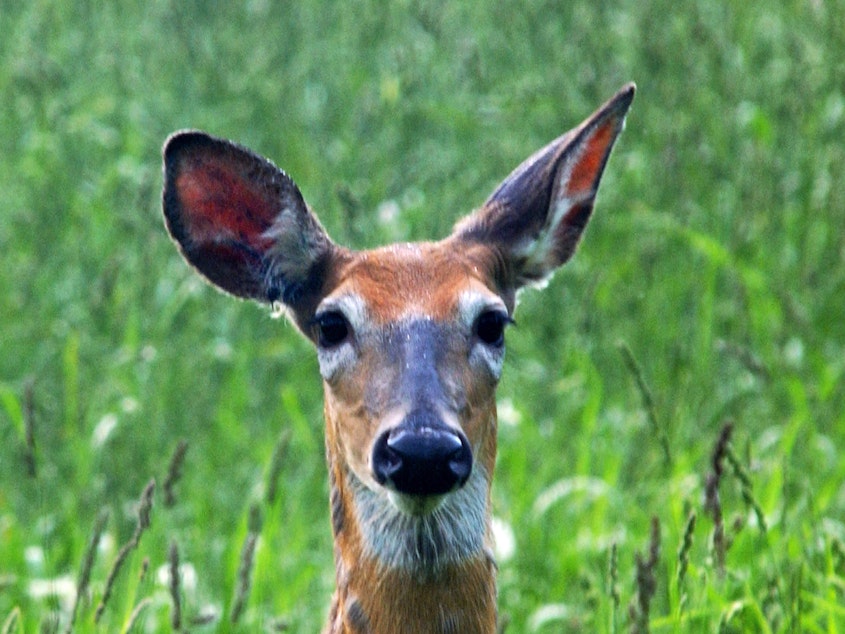 caption: A white-tailed deer keeps its ears open while grazing in South Hero, Vt.