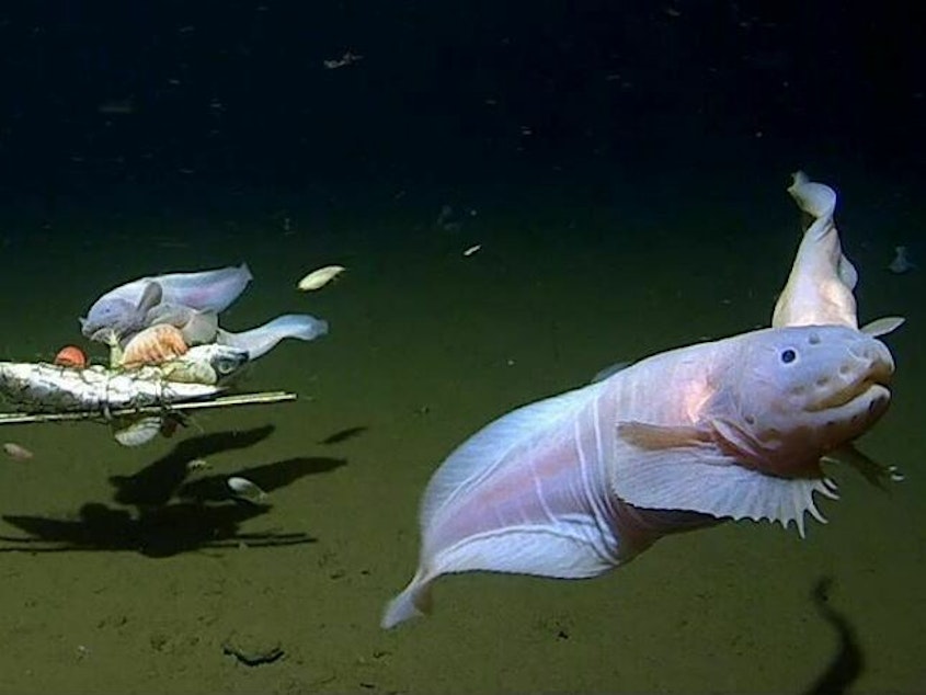 caption: An image shows snailfish swimming around a baited camera more than 27,000 feet below the surface in the Izu-Ogasawara Trench off the coast of Japan.