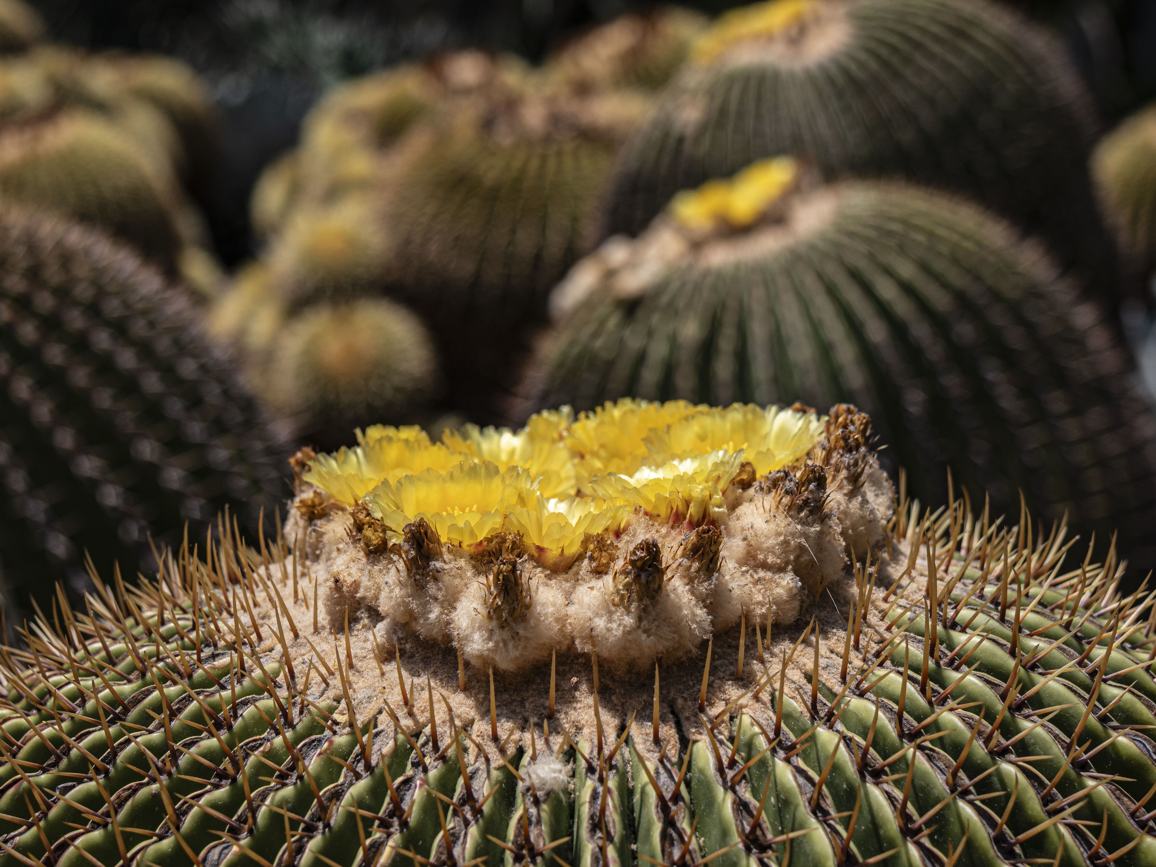 KUOW - The endangered cactus behind Mexico's sweet secret