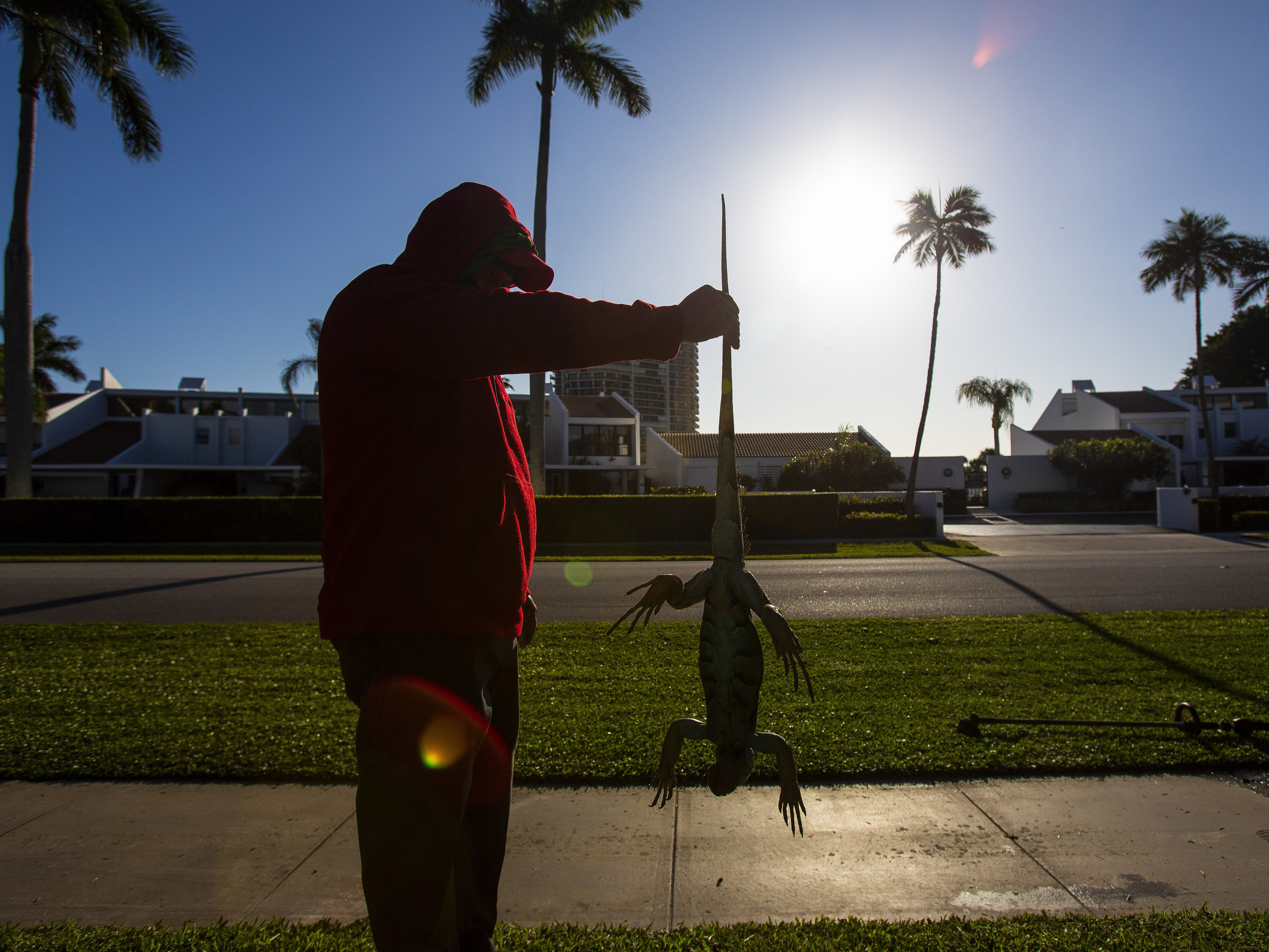 caption: A man holds a cold-stunned iguana outside an apartment complex in West Palm Beach, Fla., on Wednesday. "This isn't something we usually forecast, but don't be surprised if you see iguanas falling from the trees tonight as lows drop into the 30s and 40s," the National Weather Service said Tuesday.