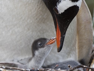 caption: A gentoo Penguin with a newborn chick. Sphen and Magic, a male penguin couple, are now dads to their newborn foster chick.