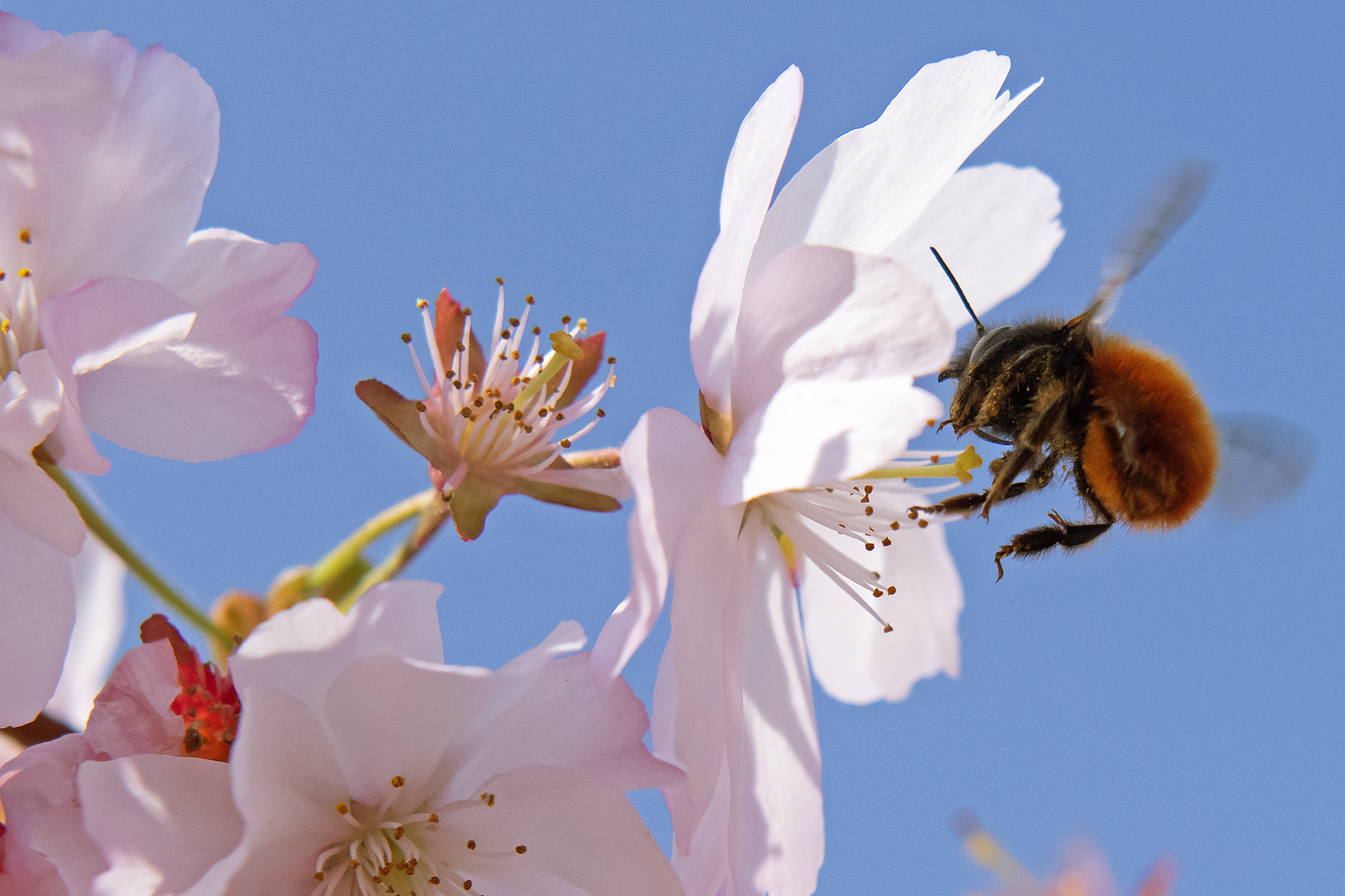 caption: A bumblebee lands at blossoms of flowering cherry trees during springlike temperatures in Erfurt, Germany, Sunday, April 7, 2019. (Jens Meyer/AP)