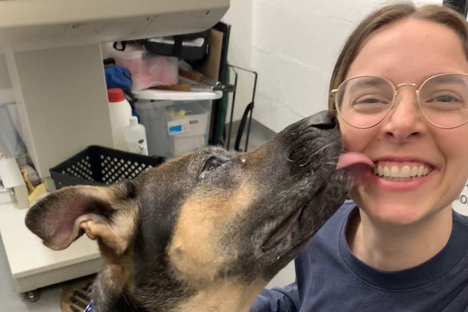 caption: Chani, a senior shepherd mix, gives KUOW host Paige Browning a kiss at the Seattle Animal Shelter on April 12, 2024. Senior dogs, large dogs and breeds that are seen as too energetic or aggressive, including shepherds, spend the longest time in local shelters.