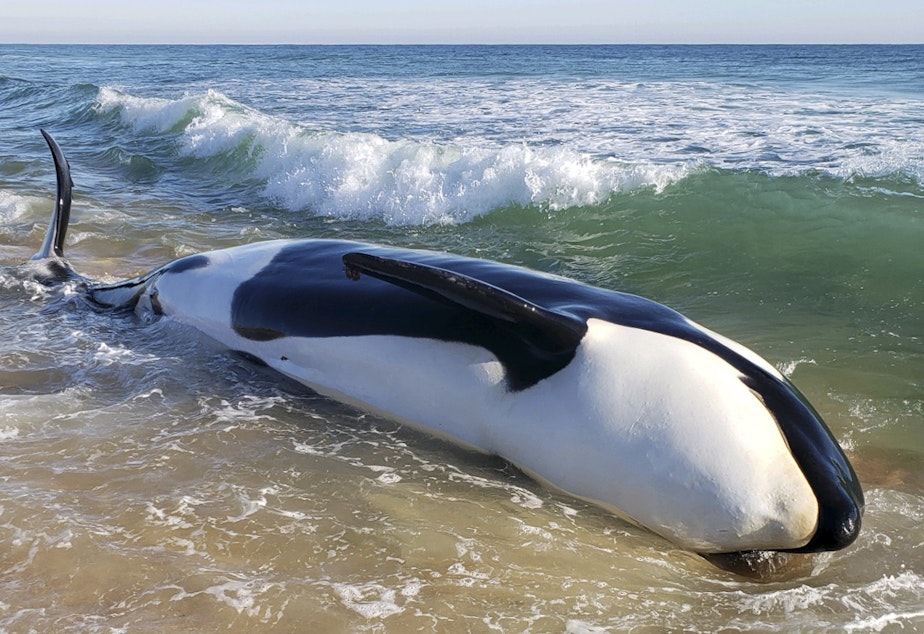 caption: A killer whale, measuring more than 20 feet, died after beaching itself in Palm Coast, Fla., on Wednesday, authorities said.