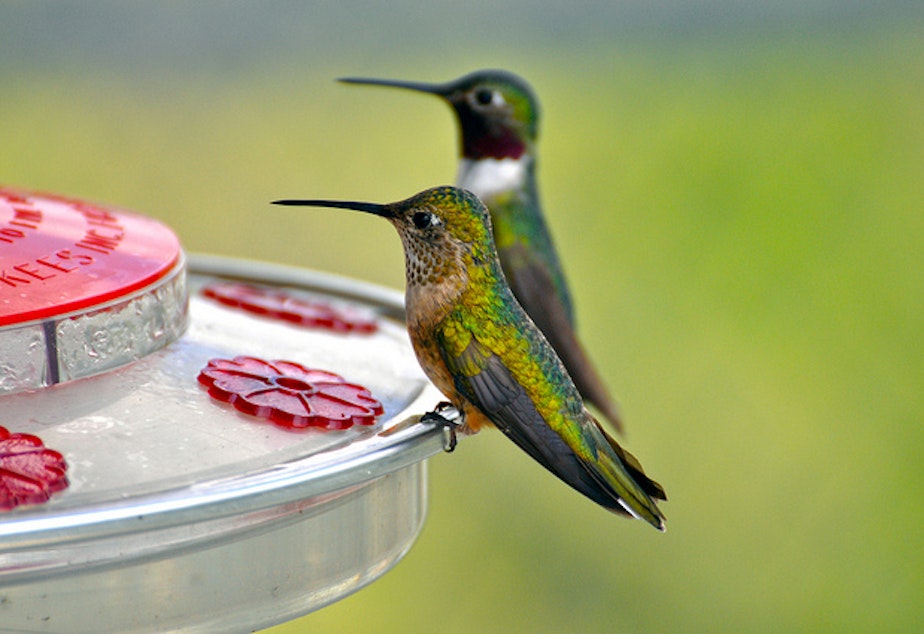 caption: Hummingbirds