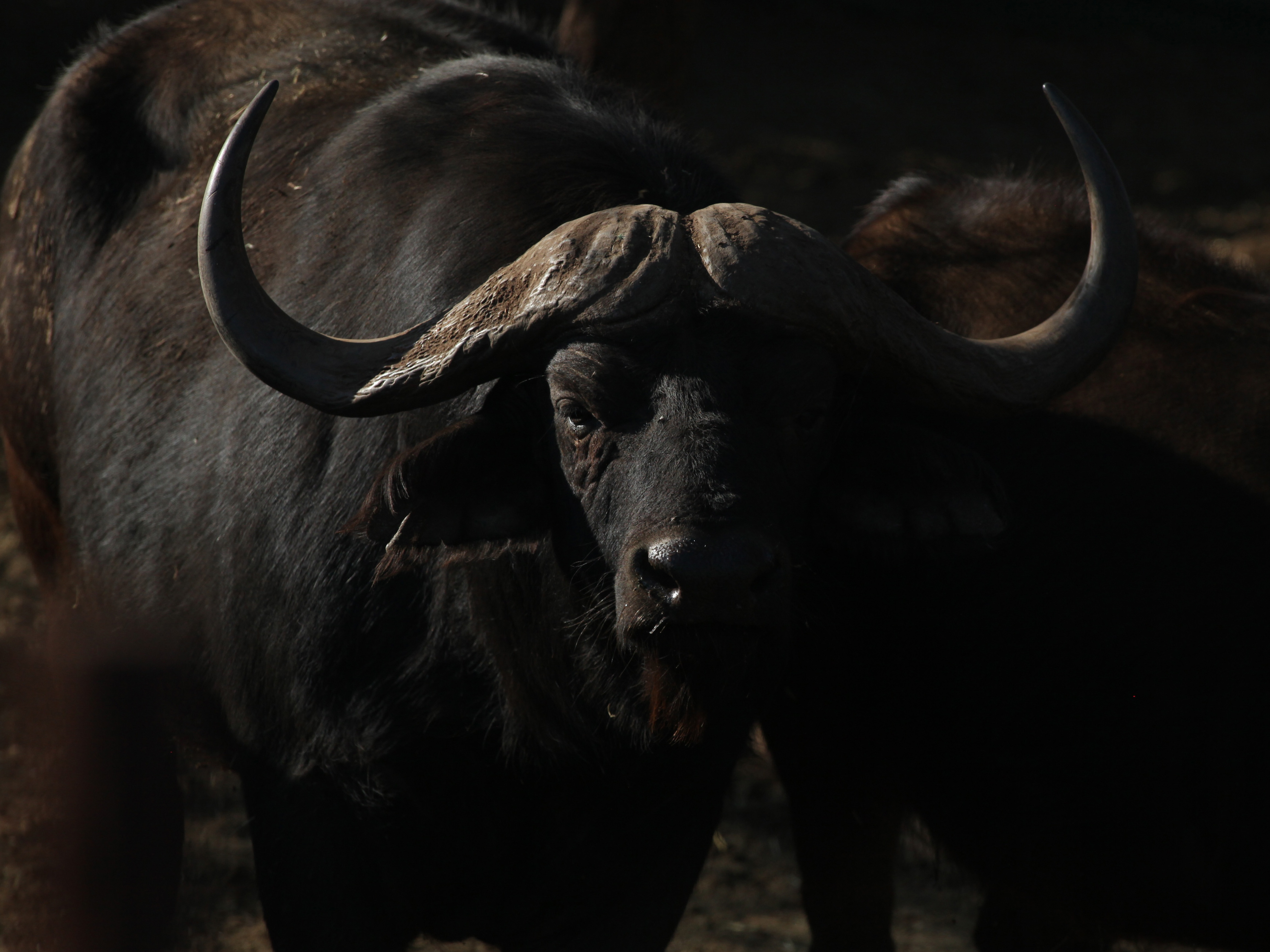 caption: In this photo taken Tuesday, Aug. 18, 2015, a buffalo is seen in a pen at Melorani Safaris at Olifantsvallei, South Africa.