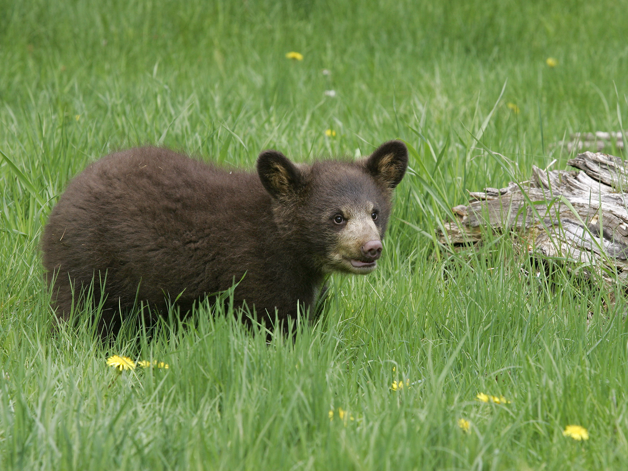 caption: A black bear cub is pictured at Triple D Game Farm in Kalispell, Mont., in 2005.