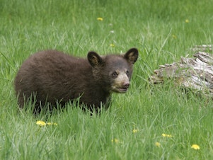 caption: A black bear cub is pictured at Triple D Game Farm in Kalispell, Mont., in 2005.