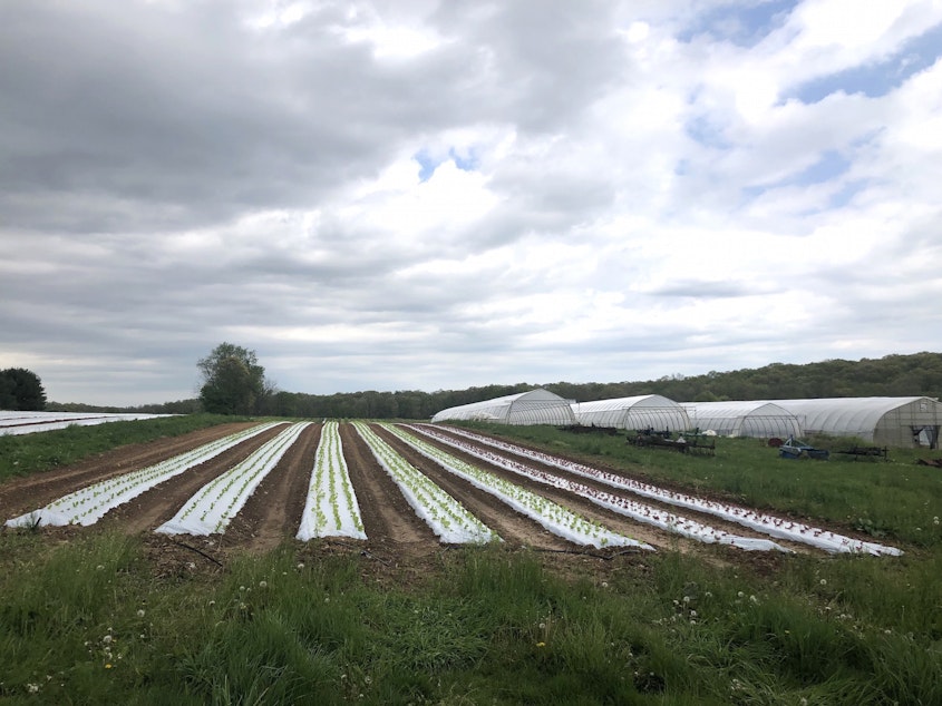 caption: Lettuce sprouts amid rows of plastic covering the ground at One Straw Farm, an organic operation north of Baltimore. Although conventional farmers also use plastic mulch, organic produce farms like One Straw rely on the material even more because they must avoid chemical weed killers, which are banned in organic farming.