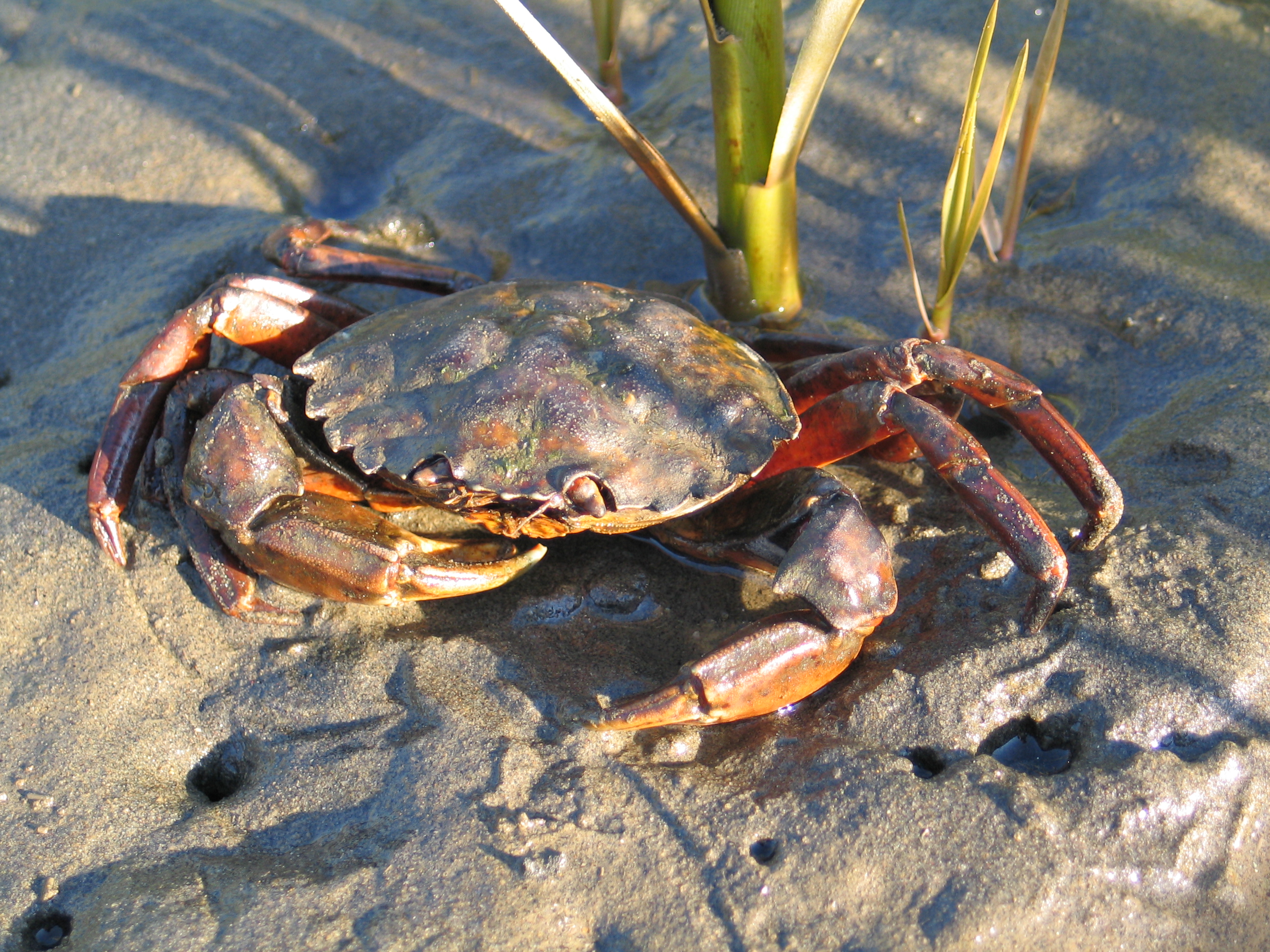 Раки живут в пресной воде. Carcinus Maenas. Краб Carcinus Maenas. Крабы Андаманского моря. Крабы падальщики.