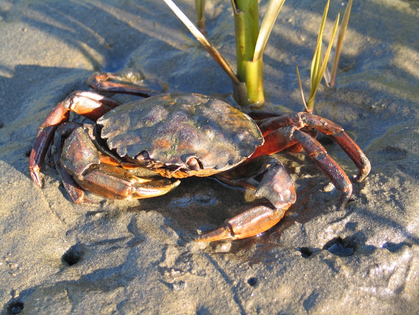 caption: European green crab, like this one found in Washington, aren't always green