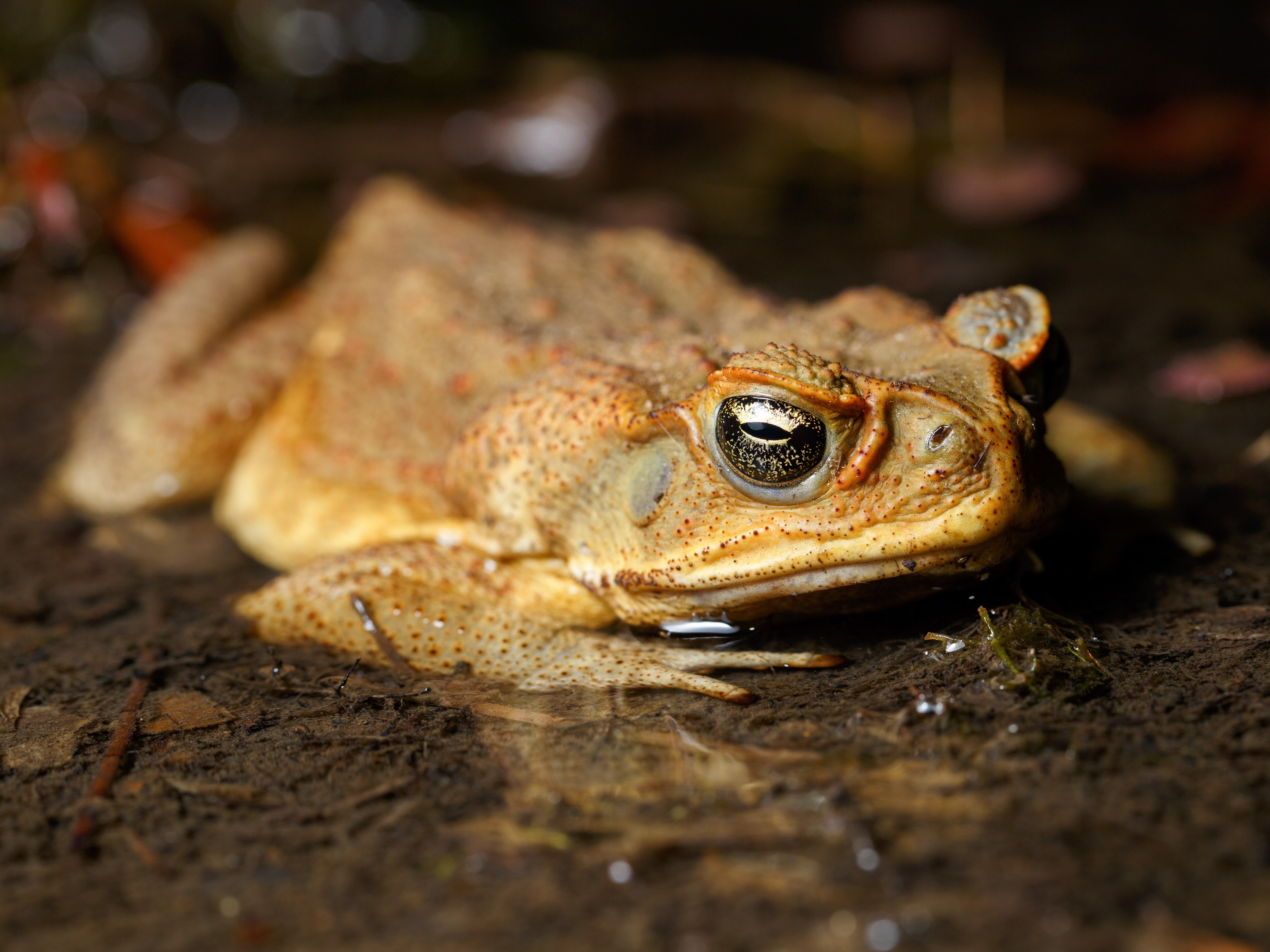 caption: Invasive cane toads like this one have fanned out across Australia, killing numerous predators in their wake, including freshwater crocodiles.