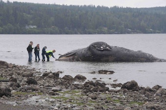 caption: A dead 40-foot gray whale drifted ashore north of Port Ludlow, Washington, on May 28.