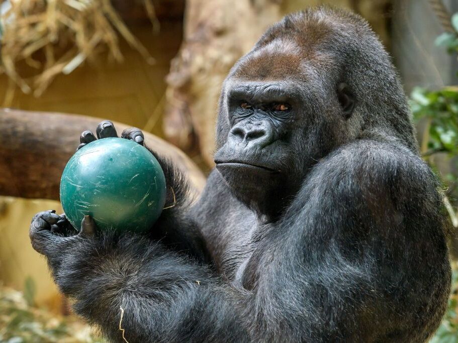 caption: <em>Why would adult human men want to threaten me with physical violence?</em>