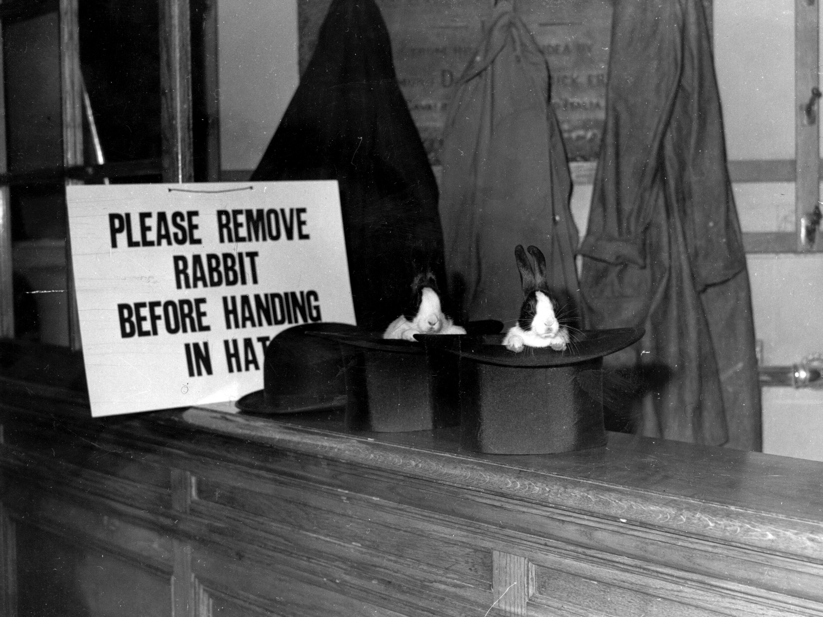 caption: Two rabbits peering out of top hats belonging to Magic Circle magician Gus Davenport, at the Scala Theatre in London in 1951.