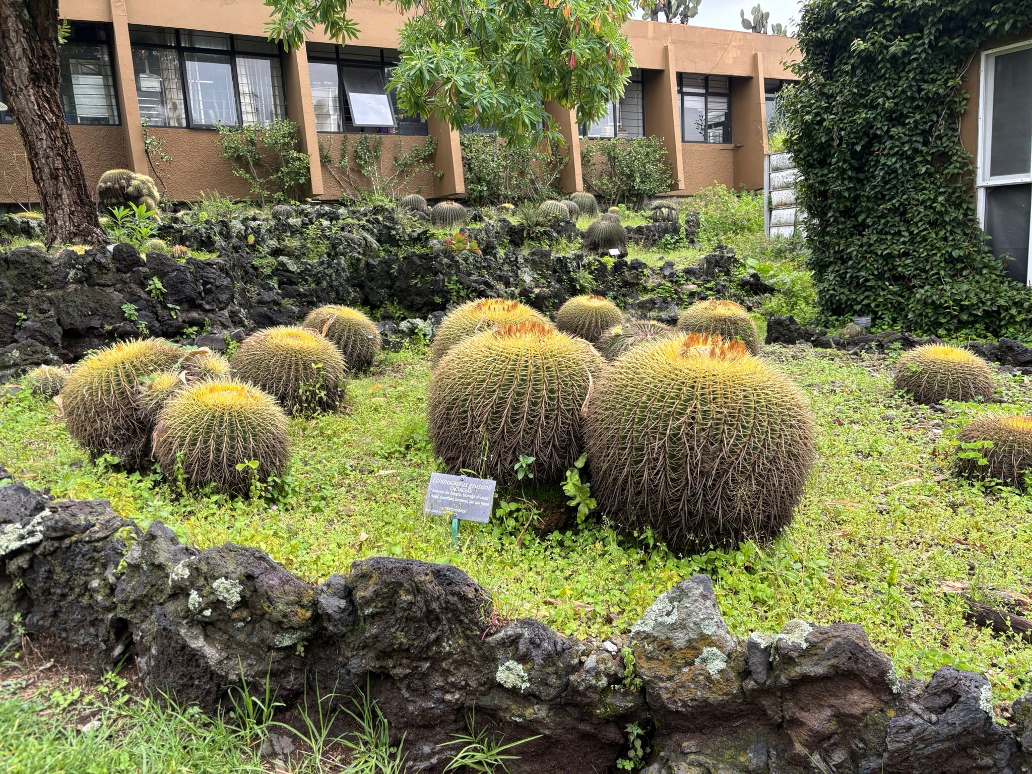 caption: These barrel cacti grow extraordinarily slow. It means they are impractical and unprofitable to farm. This cactus is estimated to be 50 years old.