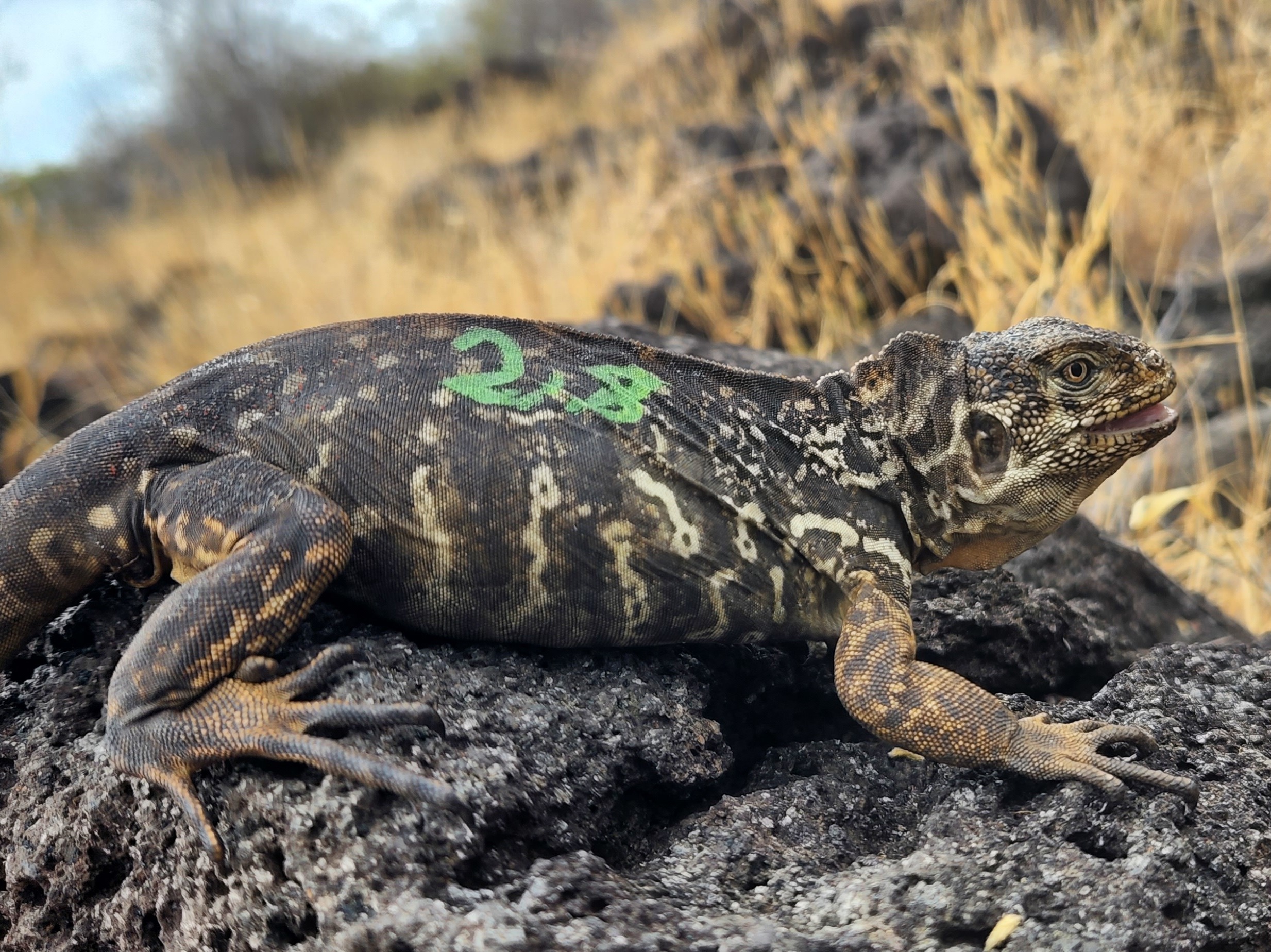 caption: The Galápagos land iguana is making a comeback on Santiago Island. Conservationists say the species is showing signs of being successfully reintroduced.