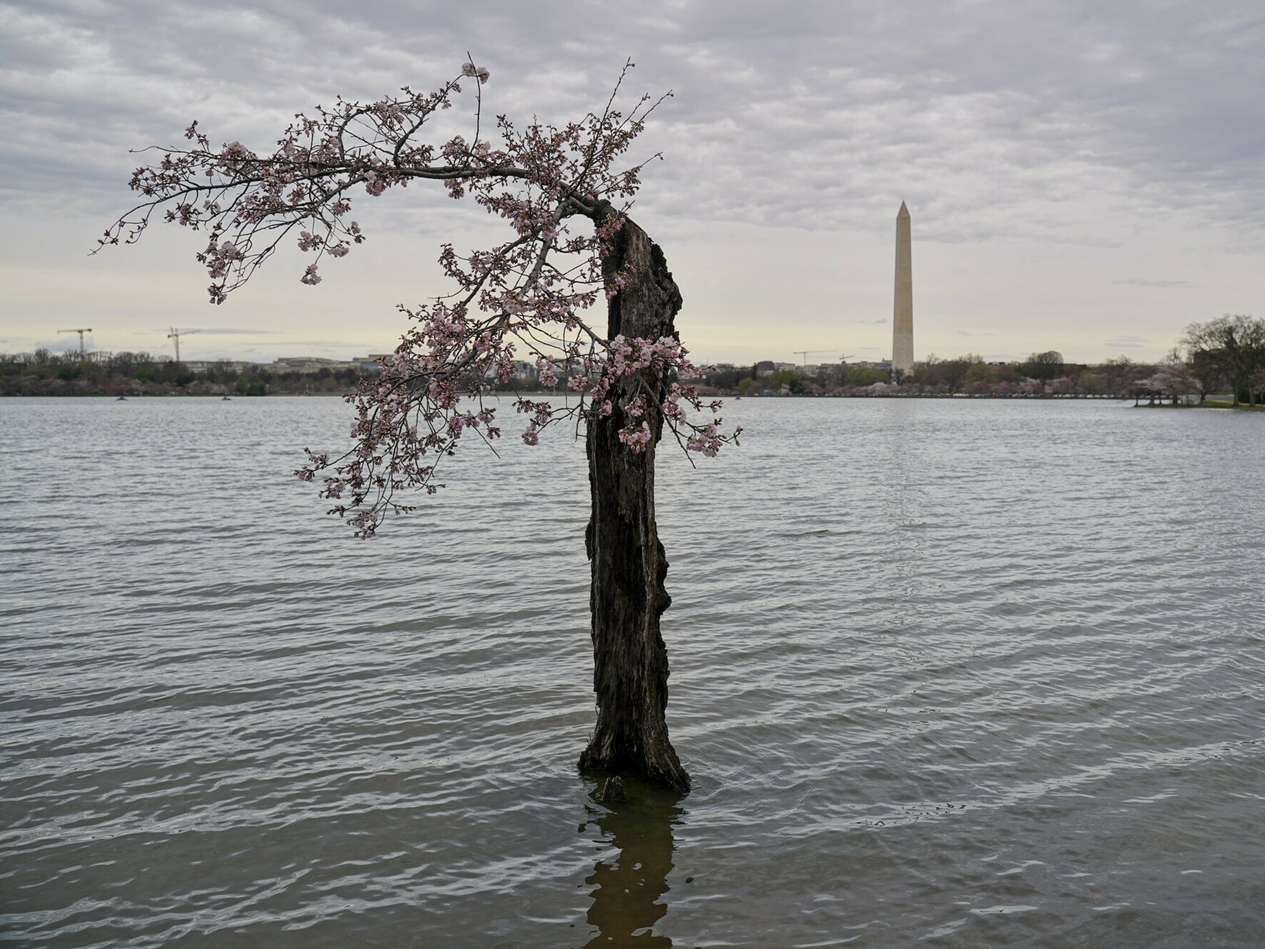 caption: The scraggly cherry blossom tree known as Stumpy on March 15 in Washington, D.C. At high tide, the base of the tree's trunk is inundated with several inches of water.