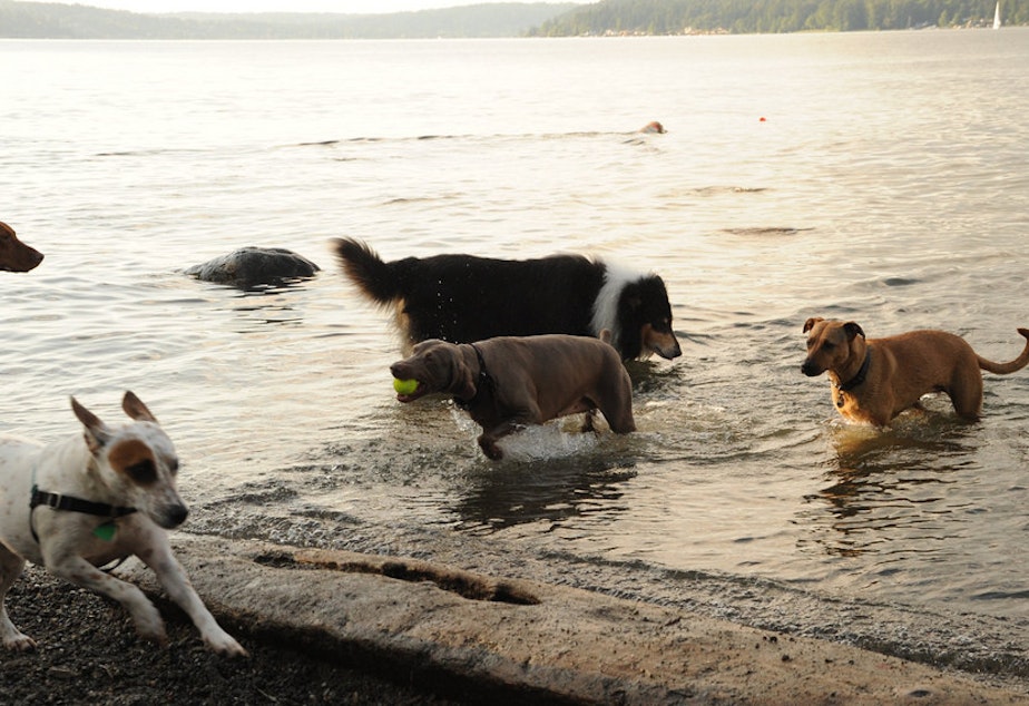 caption: The only dog park with a beach in Seattle is at Magnuson Park in northeast Seattle.