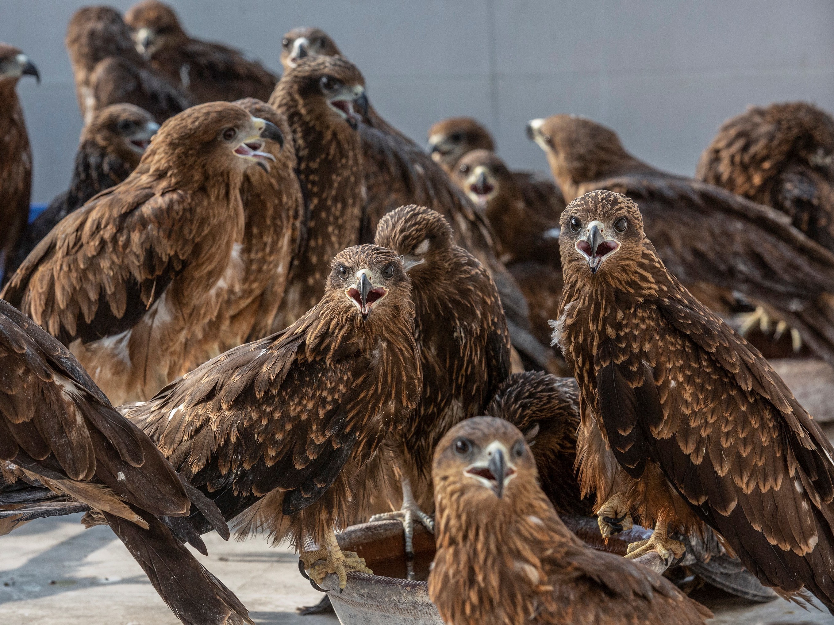 caption: Injured black kites at Wildlife Rescue, a clinic run by brothers Nadeem Shehzad and Muhammad Saud in Delhi. Over the past 12 years, they've treated nearly 26,000 of the raptors. The brothers are featured in a new prize-winning documentary, <em>All That Breathes, </em>opening in the U.S. this month and coming to HBO in 2023.