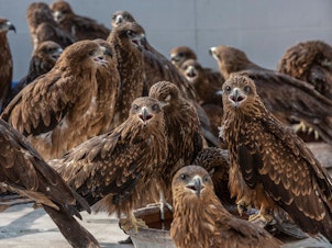 caption: Injured black kites at Wildlife Rescue, a clinic run by brothers Nadeem Shehzad and Muhammad Saud in Delhi. Over the past 12 years, they've treated nearly 26,000 of the raptors. The brothers are featured in a new prize-winning documentary, <em>All That Breathes, </em>opening in the U.S. this month and coming to HBO in 2023.