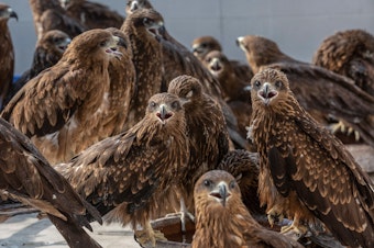 caption: Injured black kites at Wildlife Rescue, a clinic run by brothers Nadeem Shehzad and Muhammad Saud in Delhi. Over the past 12 years, they've treated nearly 26,000 of the raptors. The brothers are featured in a new prize-winning documentary, <em>All That Breathes, </em>opening in the U.S. this month and coming to HBO in 2023.