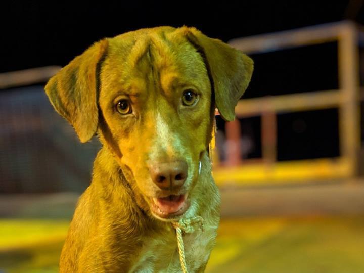 caption: The rescued dog appeared happy on the oil rig before he made his journey back to shore.