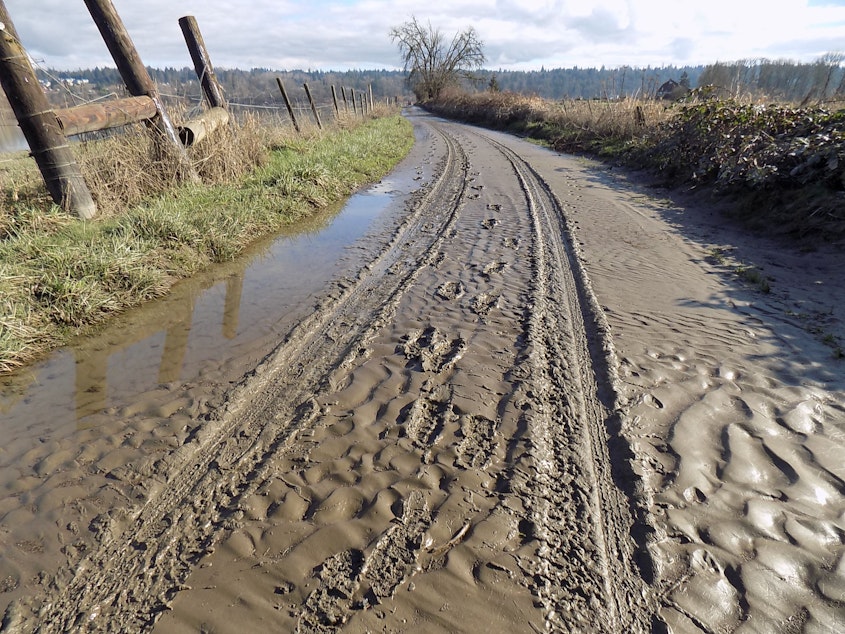 caption: Freshly deposited silt on Jim and Katie Haack's cattle farm in the Snoqualmie valley.